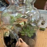 las w słoiku Zielona Moc